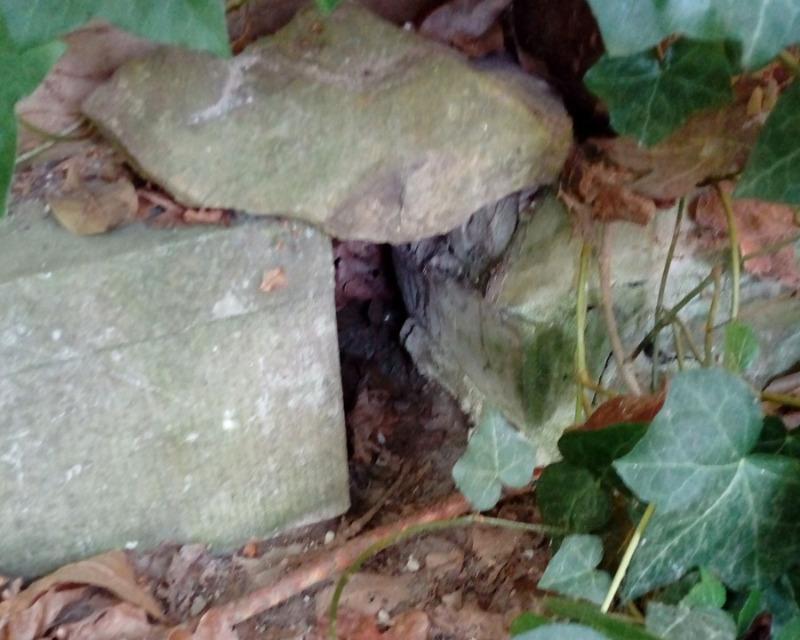 Accueil de la faune